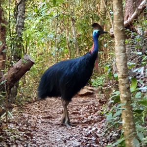 Cassowary on Walking Track