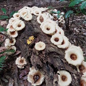 Fungi on walking track