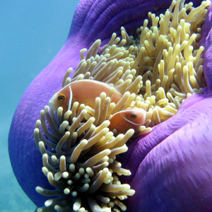 Anemone