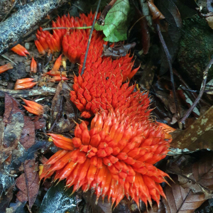 Pandanus on Walking Track