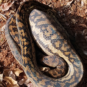 Python on Walking Track