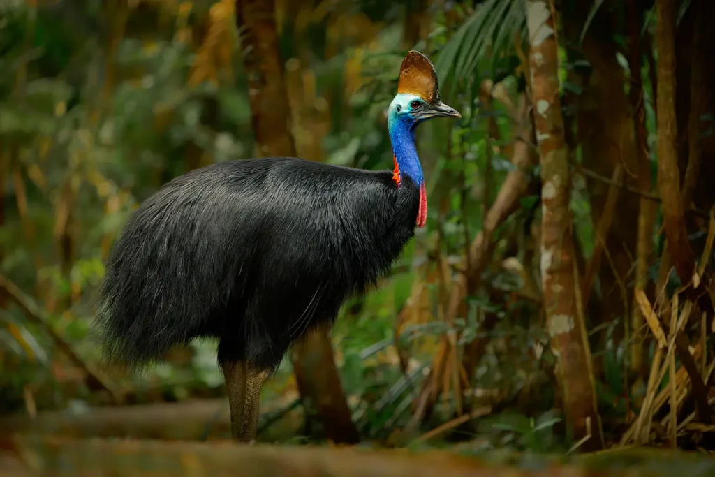 cassowary